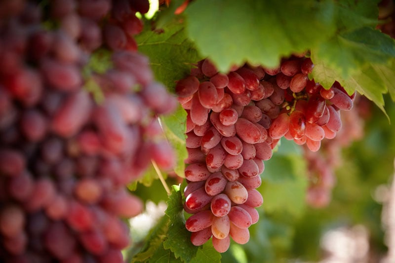 Perfection Fresh acquires full ownership of Fruit Master Table Grapes